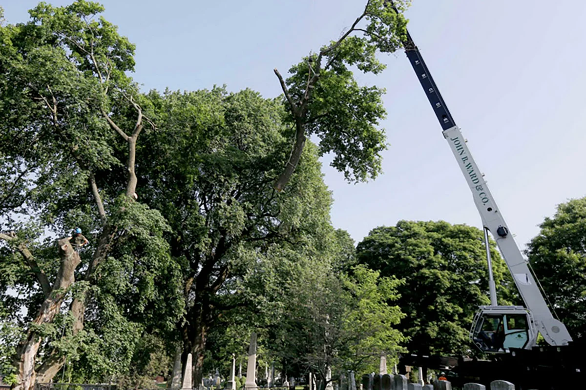 Laurel Hill Cemetery's legendary 'witness tree' is felled