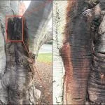 Magnolia — phytophthora bleeding canker fig1