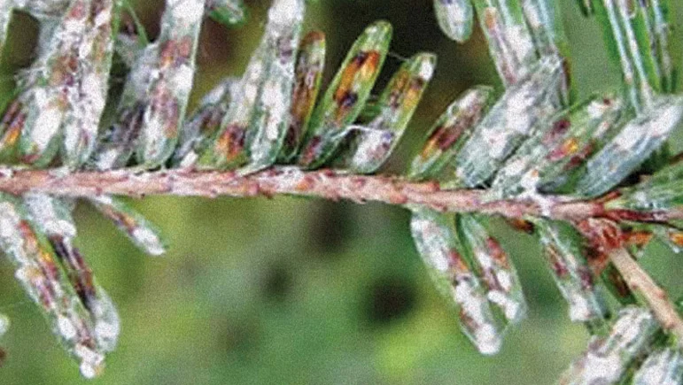 Natural Predators Do All the Work — predators4