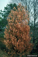 Procera Root Rot