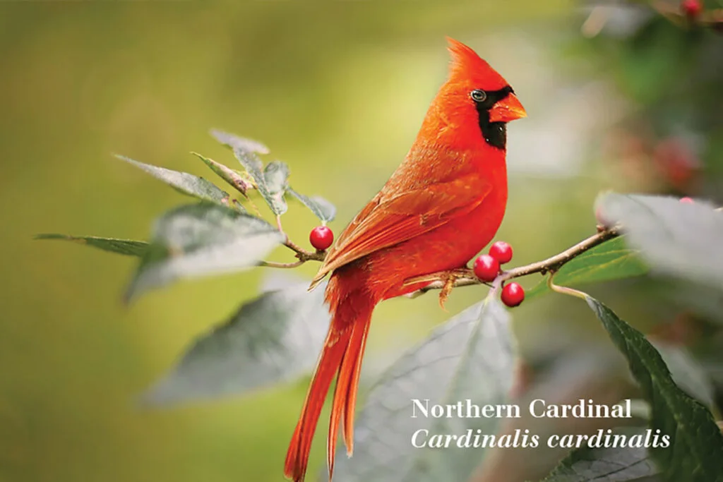 Helping Songbirds Survive