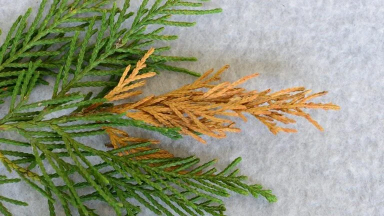 Leyland Cypress — seiridium leylandcypress 16x9 768x432