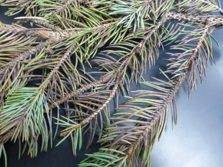 Spruce — stigmina symptoms 768x576