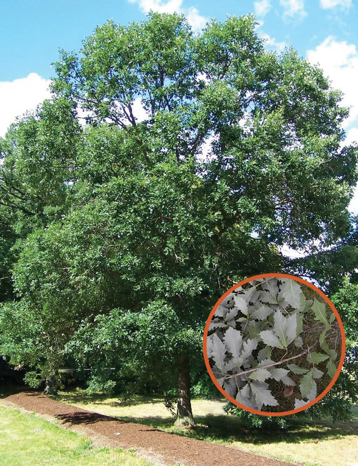 Replanting the Community Tree Canopy Post-Ash Tree Decline — swamp white oak