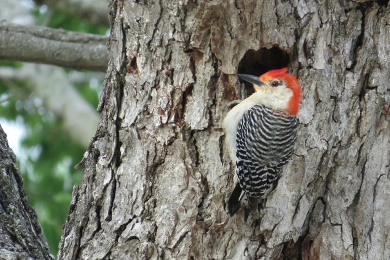 Trees and Birds get Vertical — trees andbirds2 1