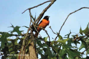 Trees and Birds get Vertical