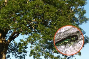 The voracious pest emerald ash borer spotted in Philly