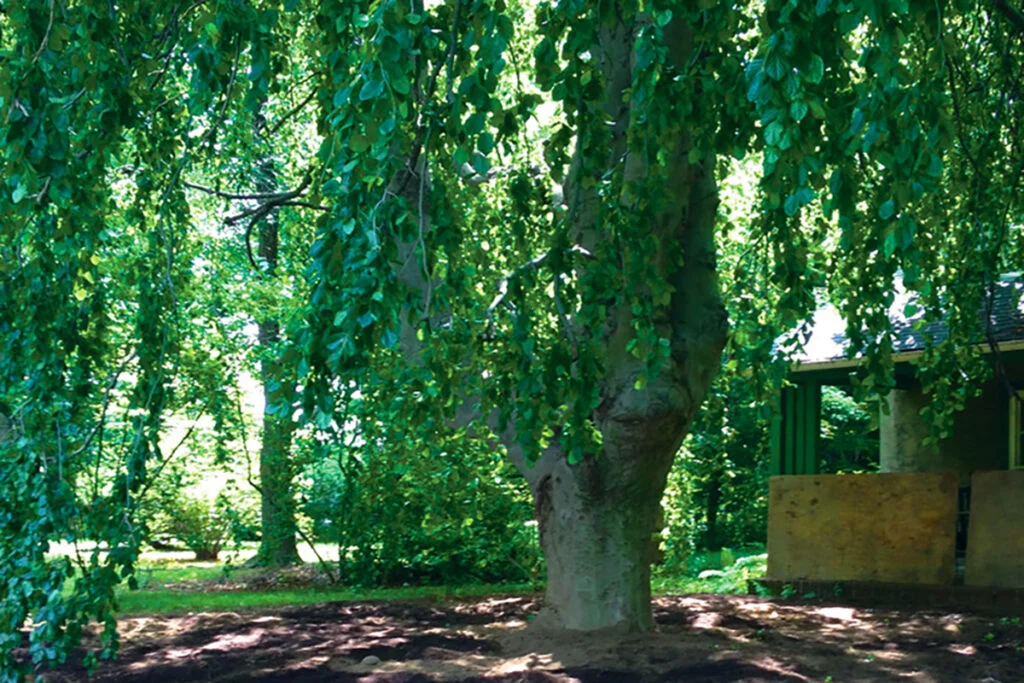 Beautiful Weeping Beech Tree in Wynnewood