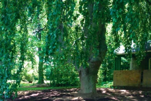 Beautiful Weeping Beech Tree in Wynnewood