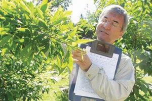 A Hearty New Hybrid: Restoring The American Chestnut Tree