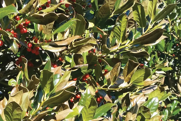 Plant Health Care News 2018 — winterinjury