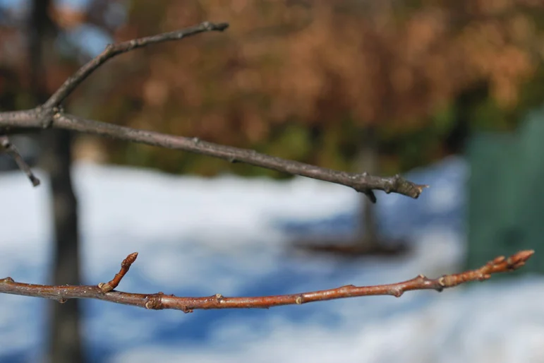 Winter Pruning — winterpruning1