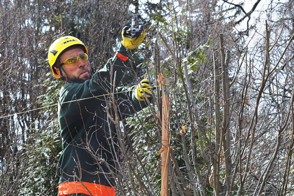 Dormant Pruning