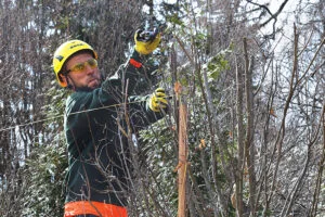 Dormant Pruning