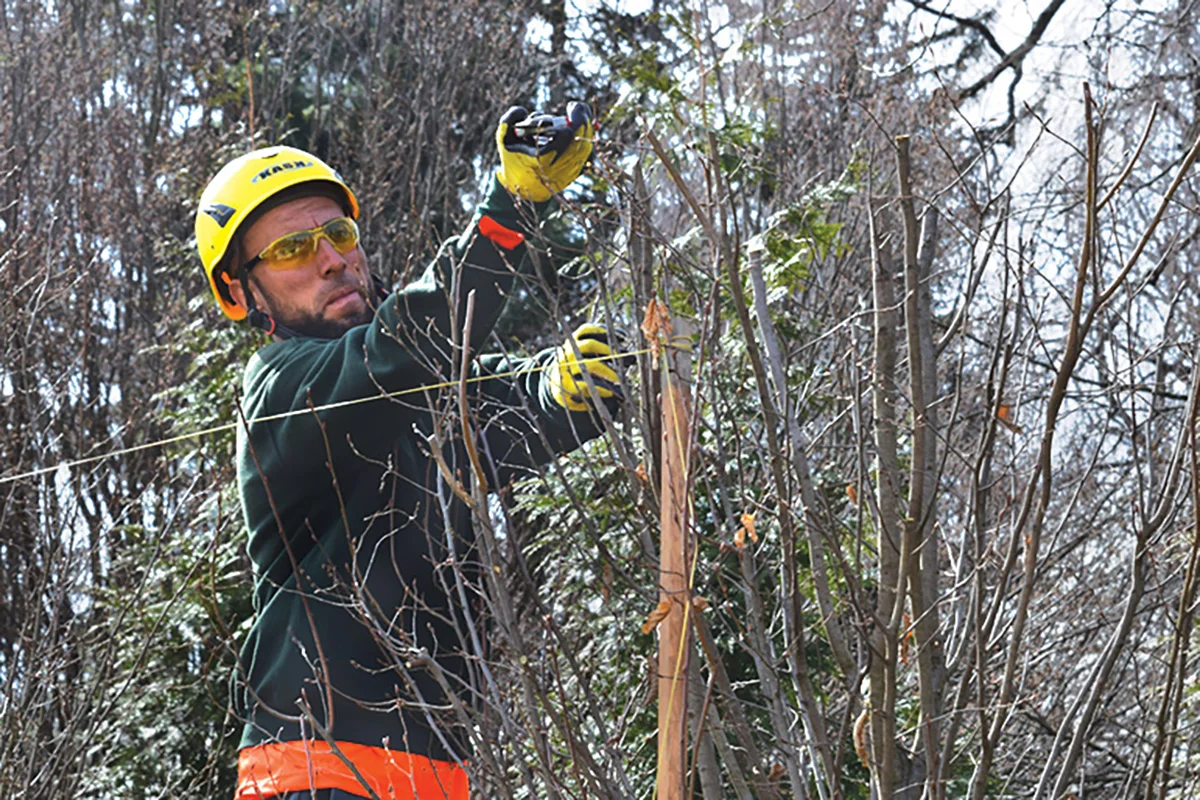 Dormant Pruning