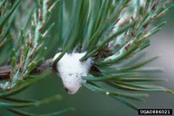 Spittlebug