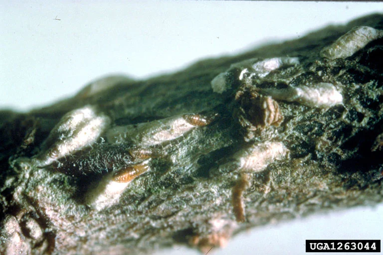 Japanese Maple Scale