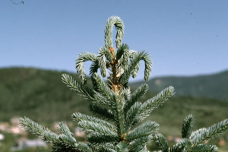 White Pine Weevil