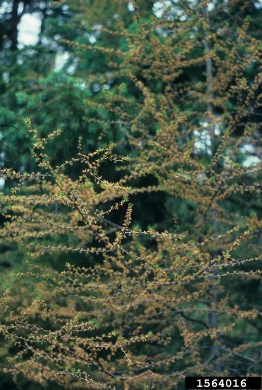 Larch Casebearer