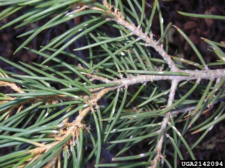 Pine Needle Scale