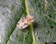 Lace Bug