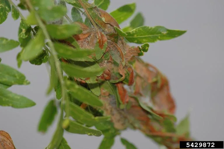 Mimosa Webworm
