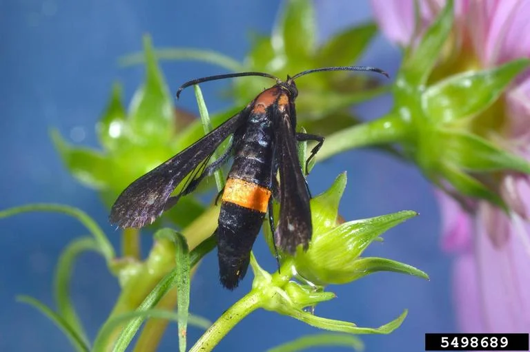 Peachtree Borer