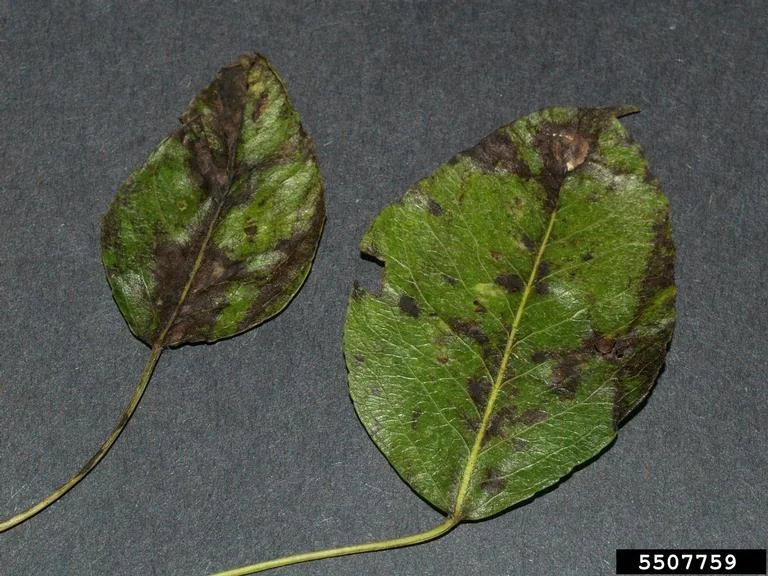 Pear Scab