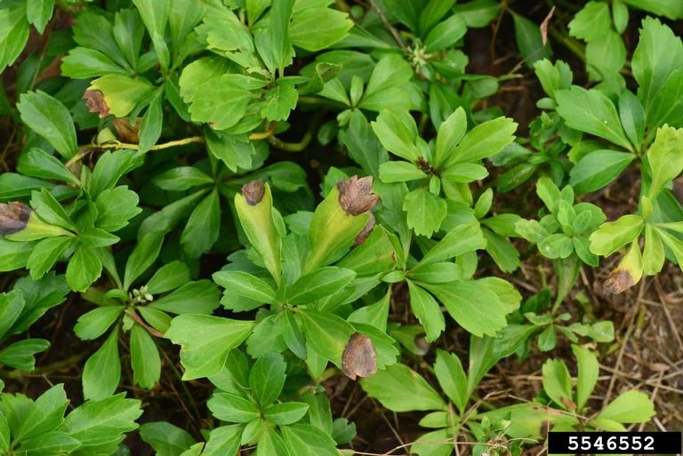 Volutella