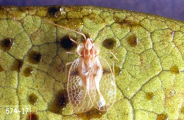 Rhododendron Lace Bug