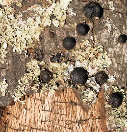 Oak Bark Beetle