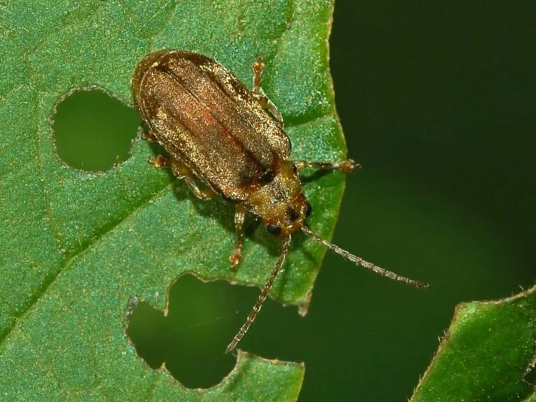 Viburnum — Chrysomelidae Pyrrhalta viburni 1 768x576
