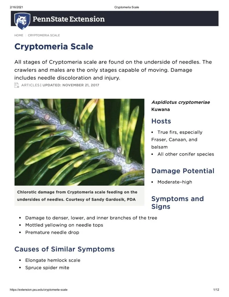 Cryptomeria Scale