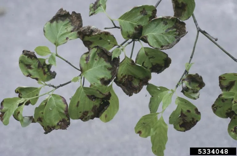 Overview of Dogwood Diseases