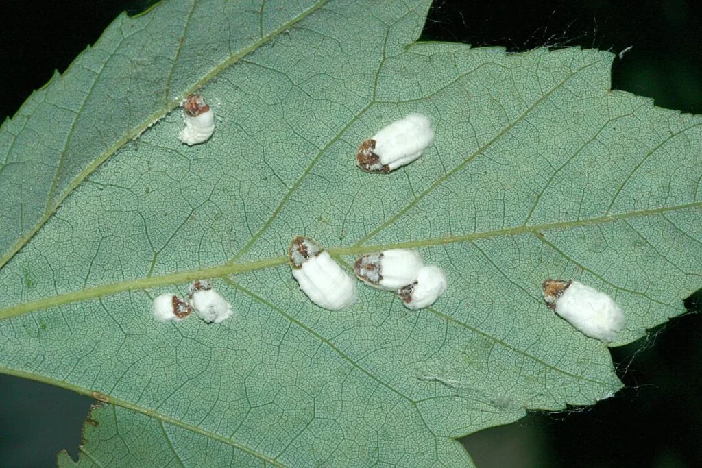 Cottony Maple Scale
