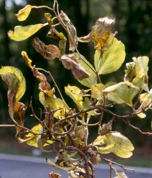 Elm Yellows