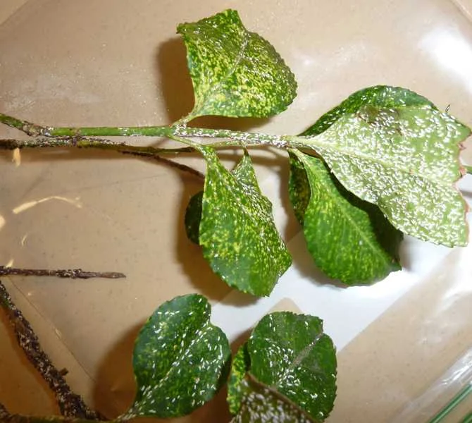 Euonymus Scale