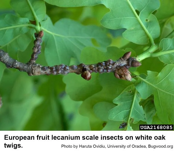 Lecanium Scale