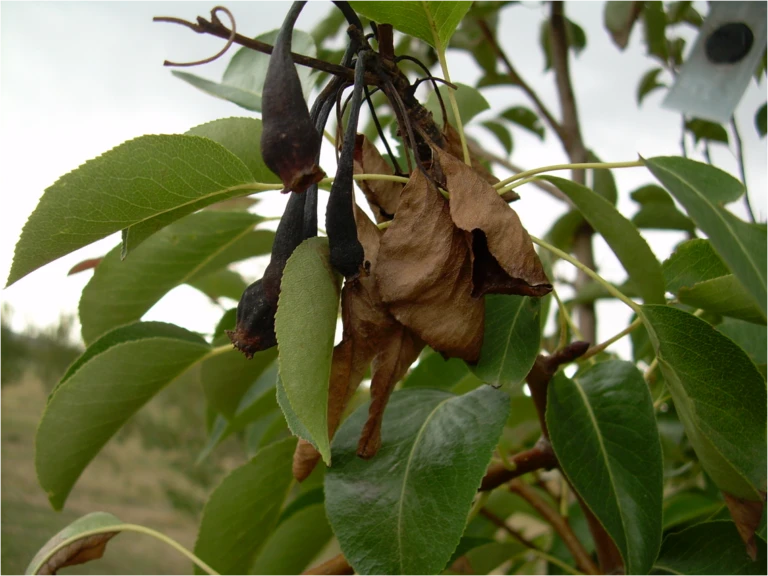 Cotoneaster — Fire blight Erwinia amylovora of pear 768x576