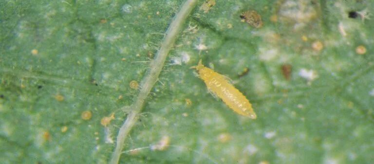 Rose — HGIC IndoorPlants Thrips 1476101 1600 768x337