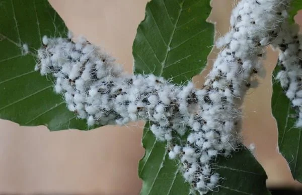 Woolly Beech Aphids