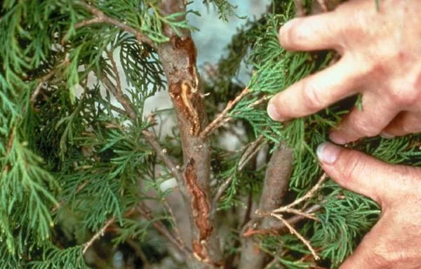 Japanese Cedar Longhorn Beetle