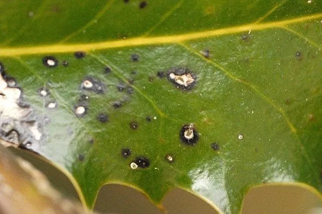 Holly Leaf Spot