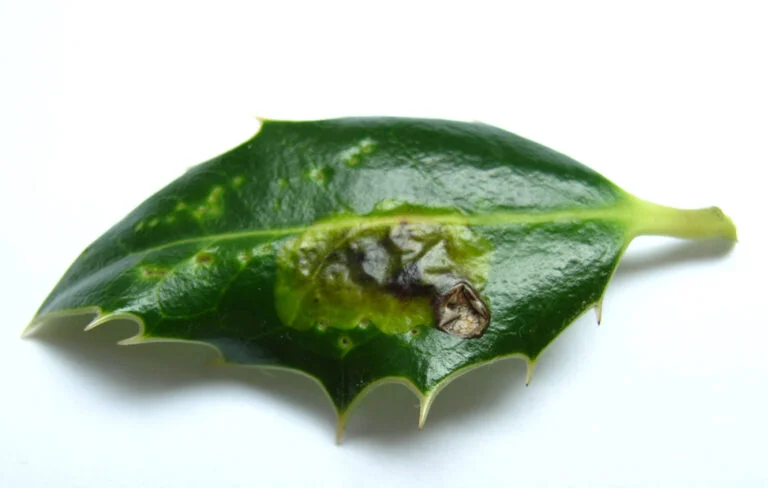 Holly — Holly leaf miner2 768x488