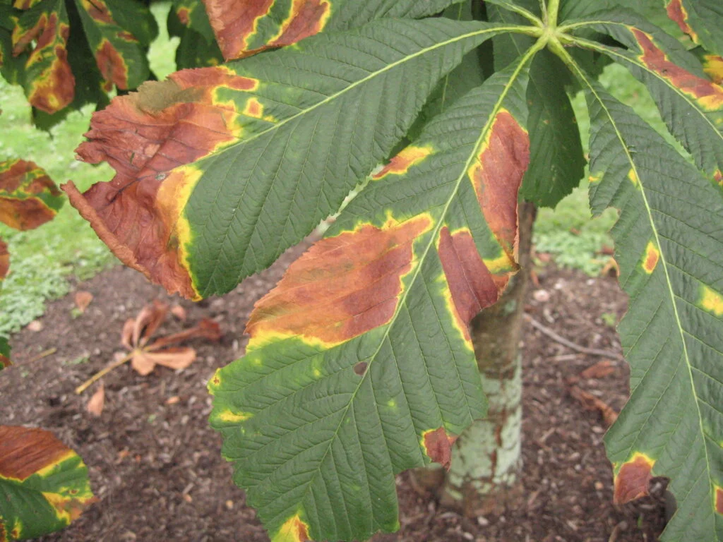 Leaf Blotch