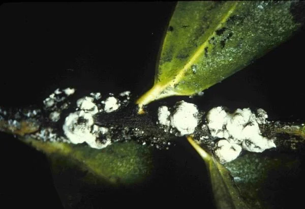 Indian Wax Scale
