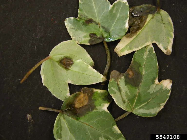 Leaf Spot Diseases on English Ivy