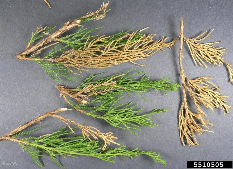 Juniper Twig Blight