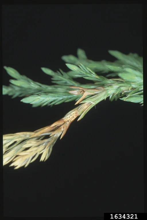 Kabatina and Phomopsis Twig Blight
