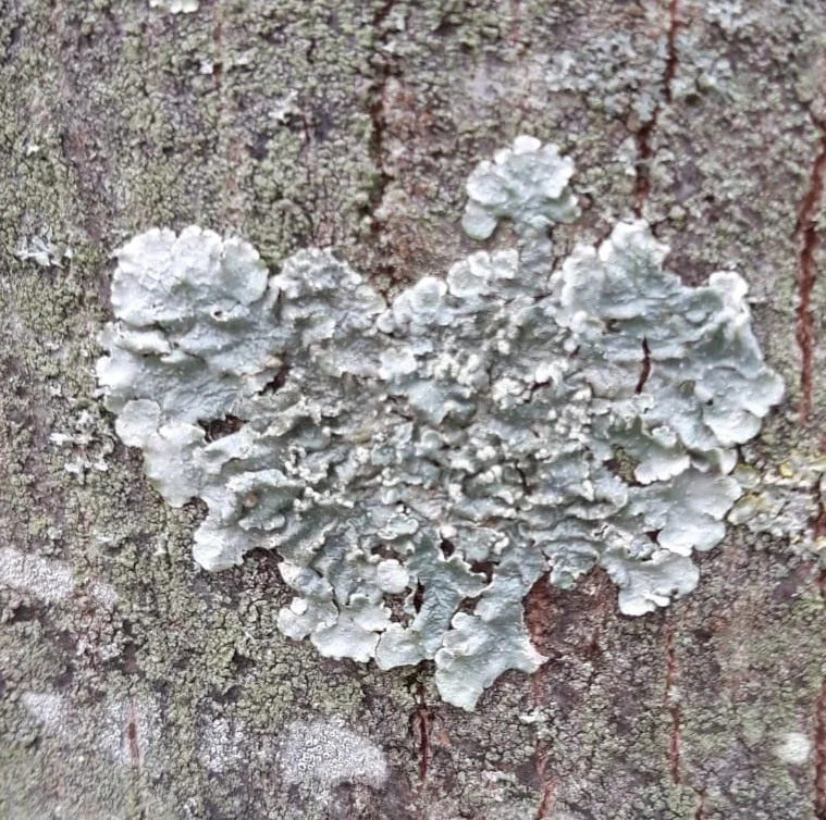 Lichens